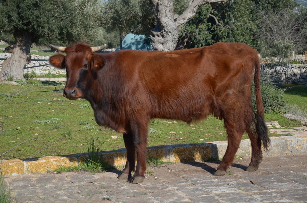 Pensjonat Casina Di Grotta Di Ferro Santa Croce Camerina Zewnętrze zdjęcie